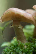 Image of Armillaria ostoyae (Romagn.) Herink 1973