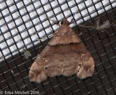 Image of Ambiguous Moth