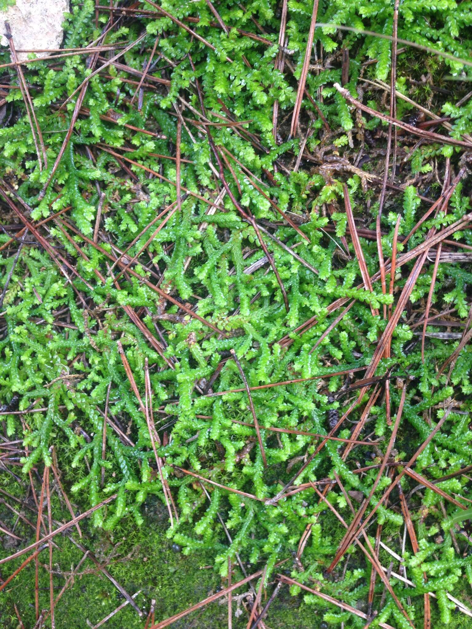 Imagem de Selaginella denticulata (L.) Spring