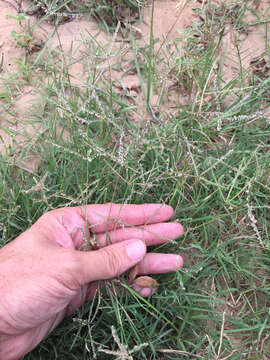 Image of Bermudagrass