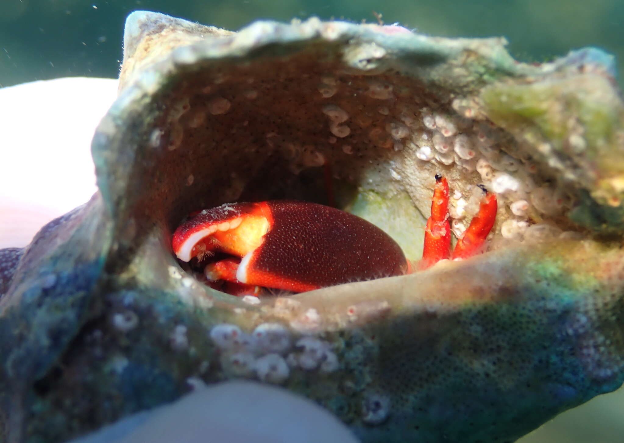 Image of California scarlet hermit crab