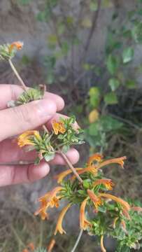 Image of Clinopodium tomentosum (Kunth) Govaerts