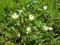 Image of Ludwigia adscendens (L.) Hara