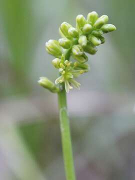 Plancia ëd Tofieldia calyculata (L.) Wahlenb.