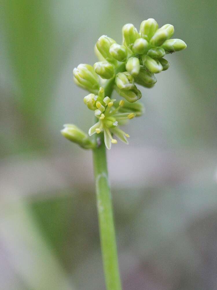 Image of Tofield's asphodel