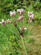 Image of flowering rush family