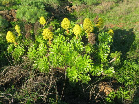 Image of Aeonium arboreum subsp. arboreum