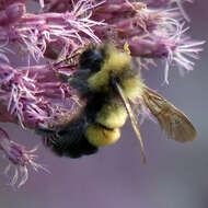 Image of Rusty patched bumble bee