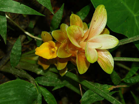 Imagem de Curcuma angustifolia Roxb.