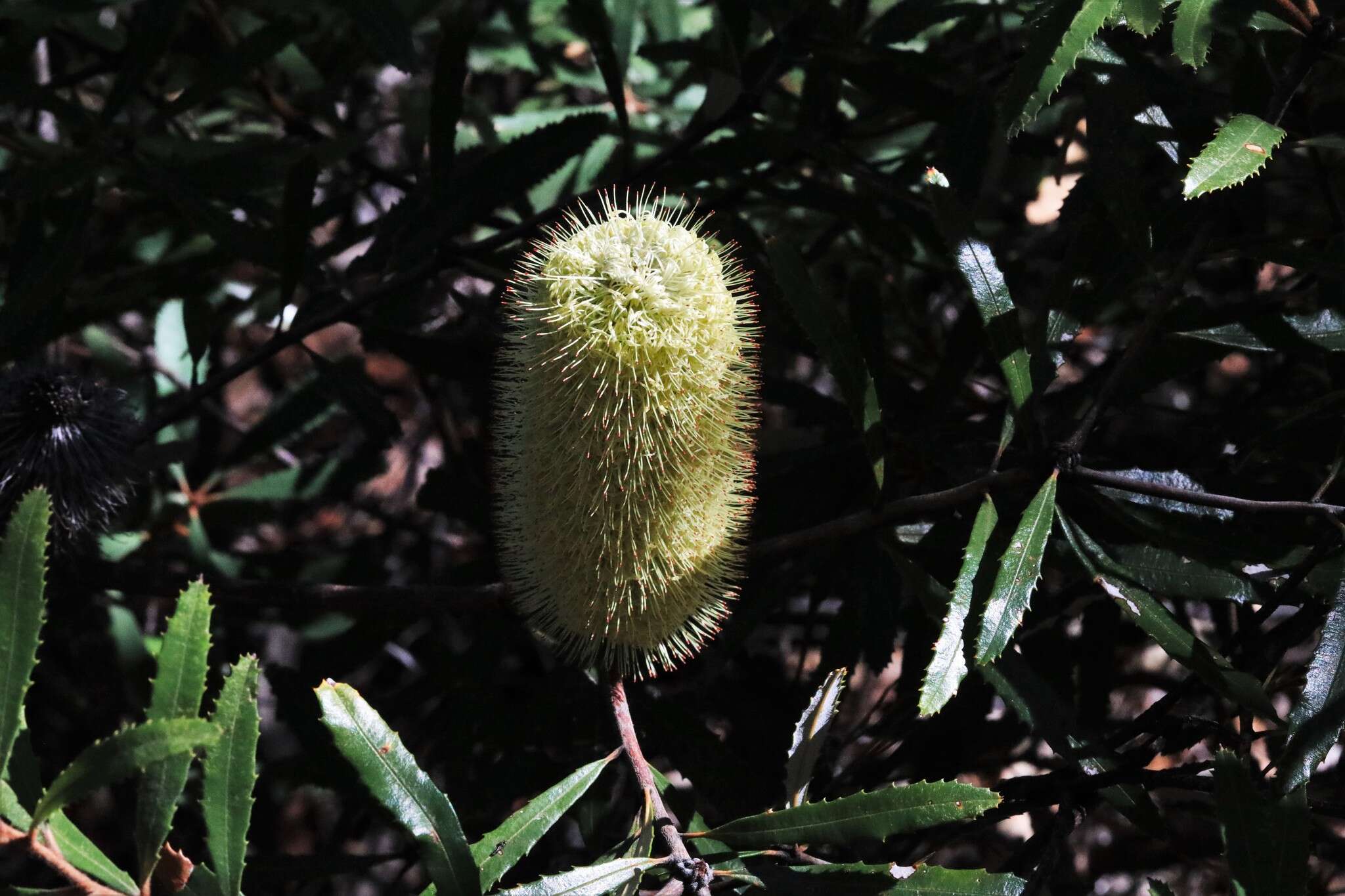 Image of Banksia oblongifolia Cav.