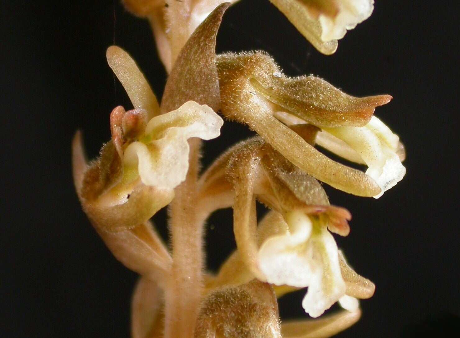 Image of ladies'-tresses