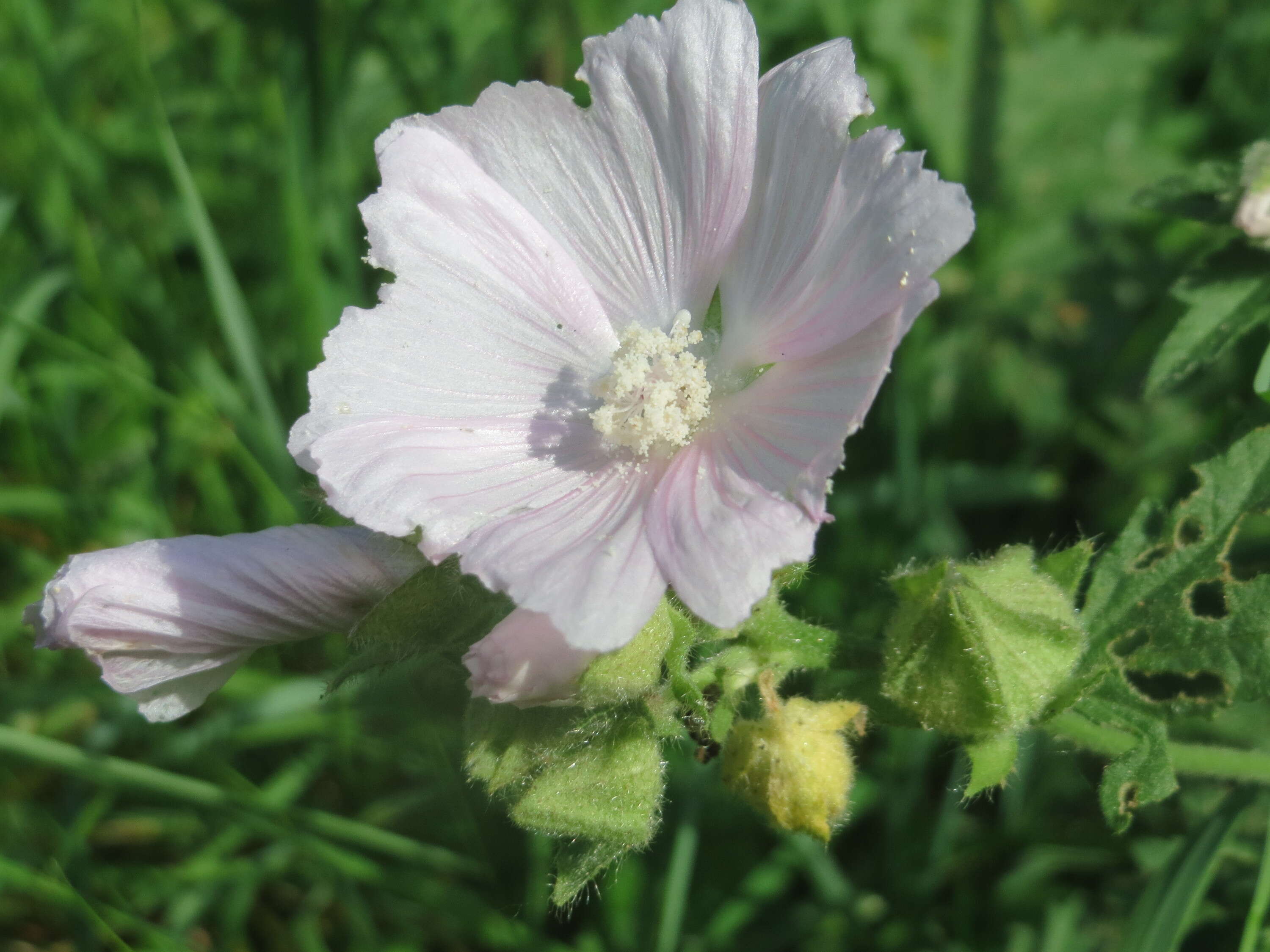 Image of european mallow