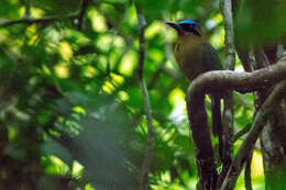 Image of Amazonian Motmot