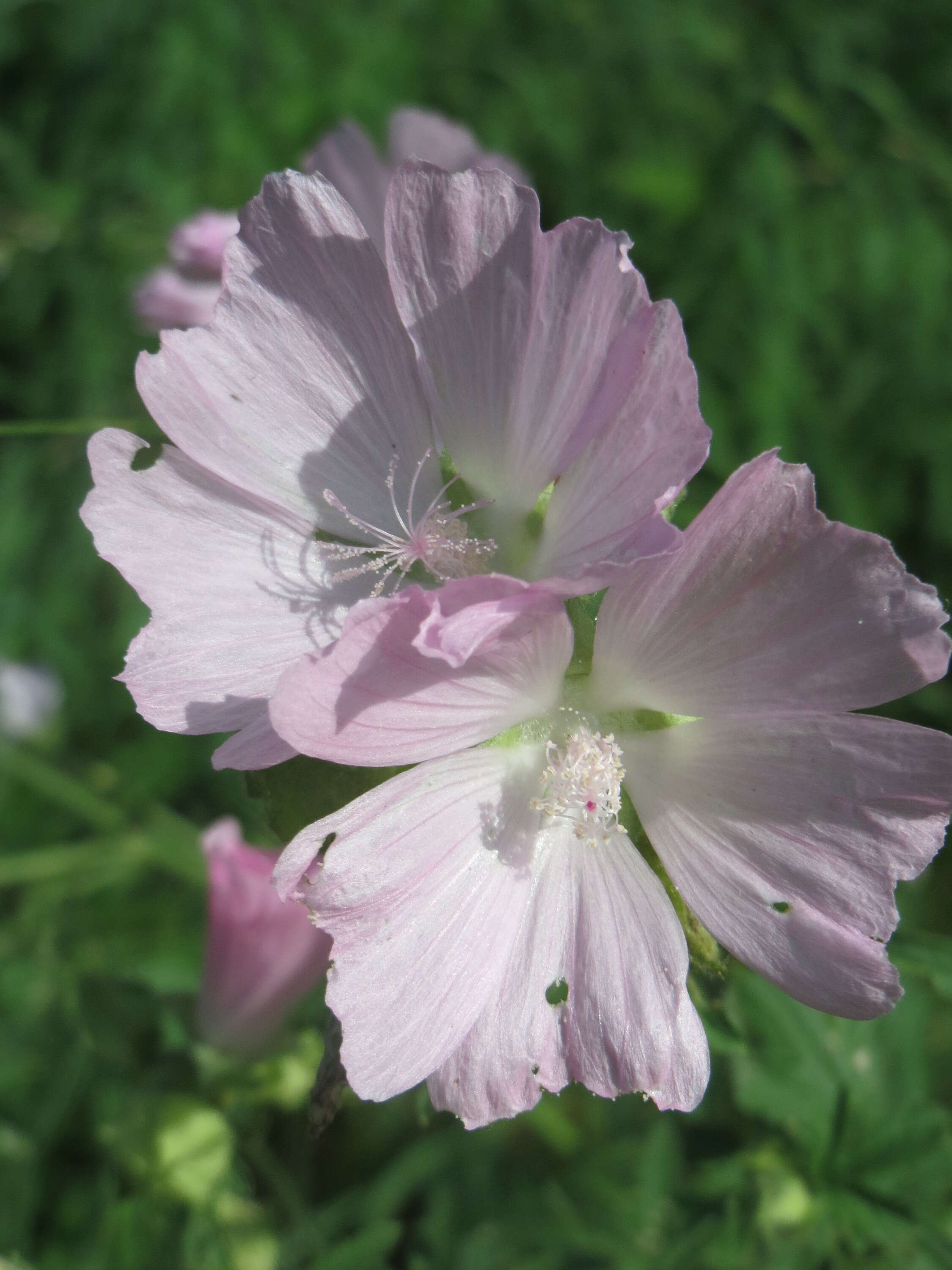 Image of european mallow