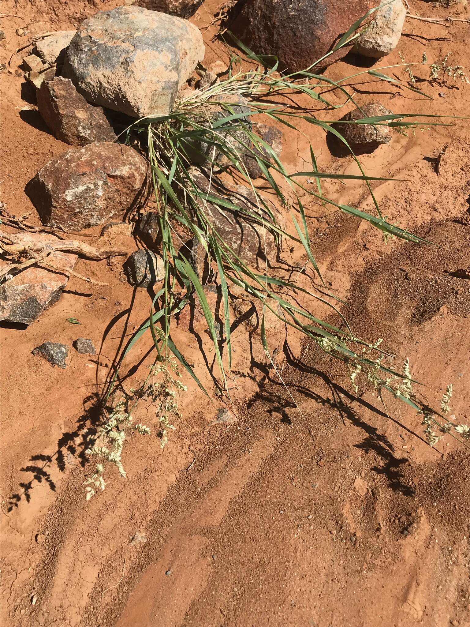 Image of African lovegrass