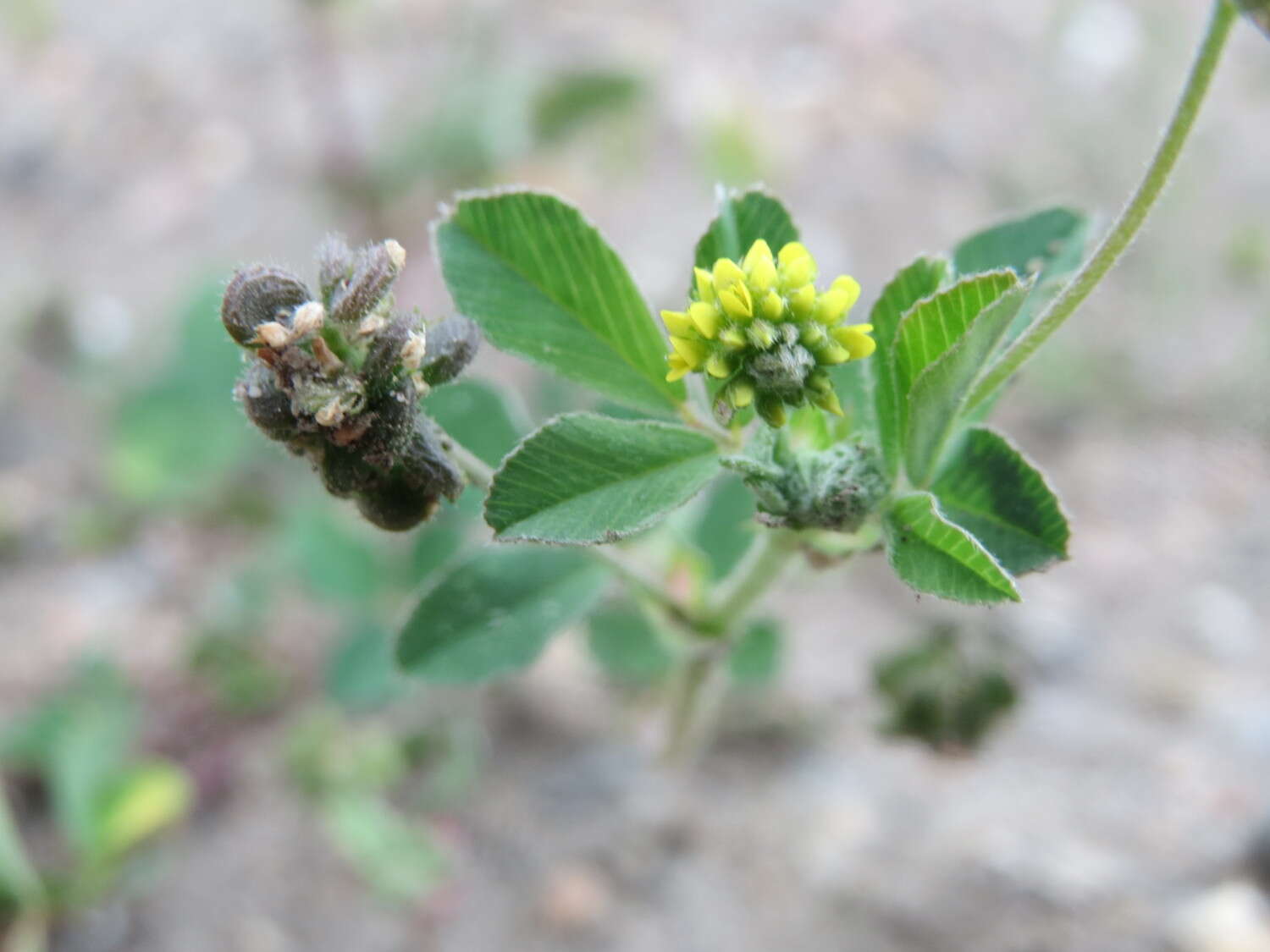 Image of black medick