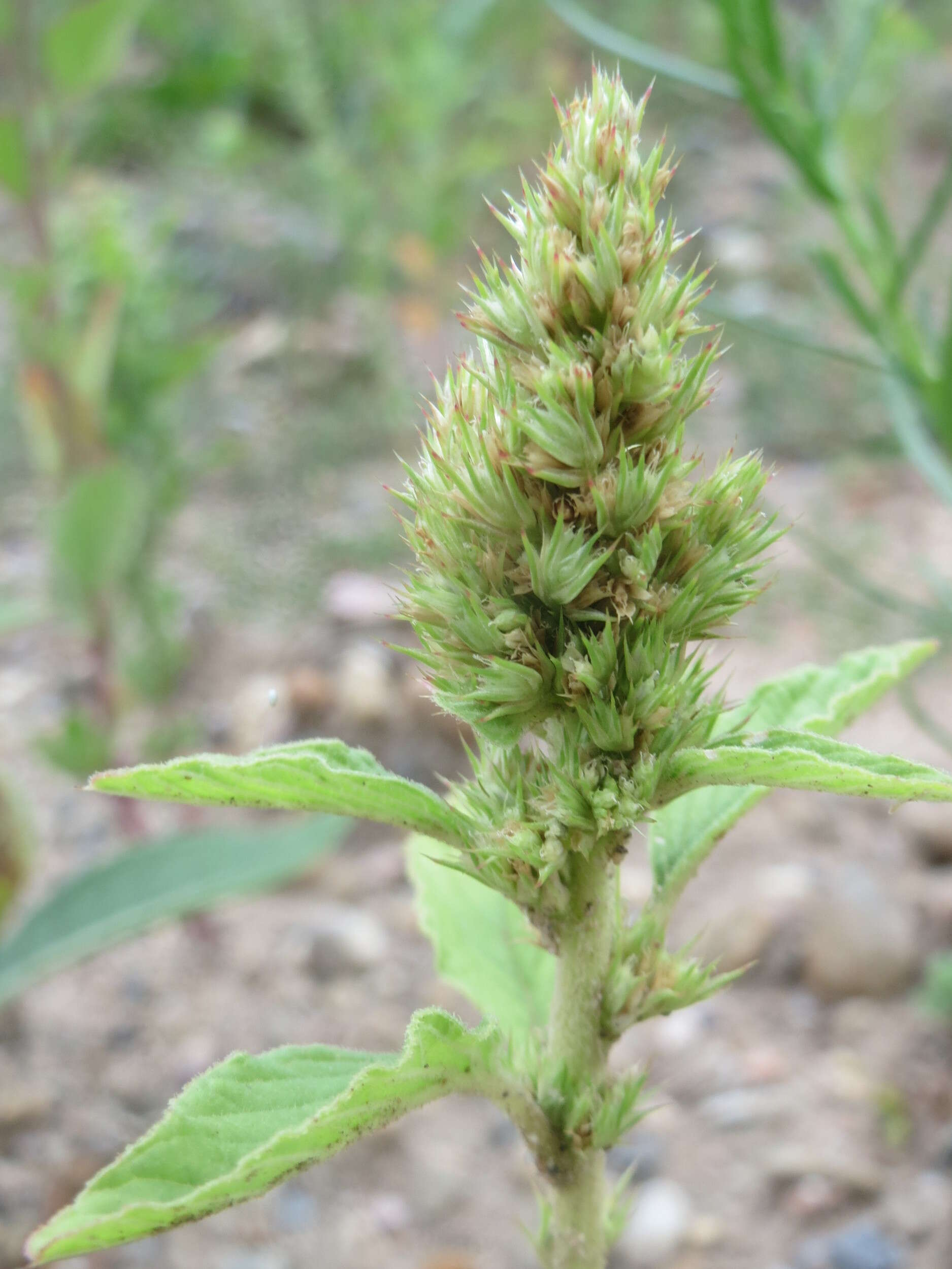 Image of redroot amaranth