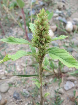 Image of redroot amaranth