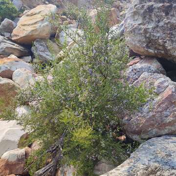 Image of Mauve freylinia