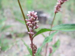 Image of Dock-Leaf Smartweed