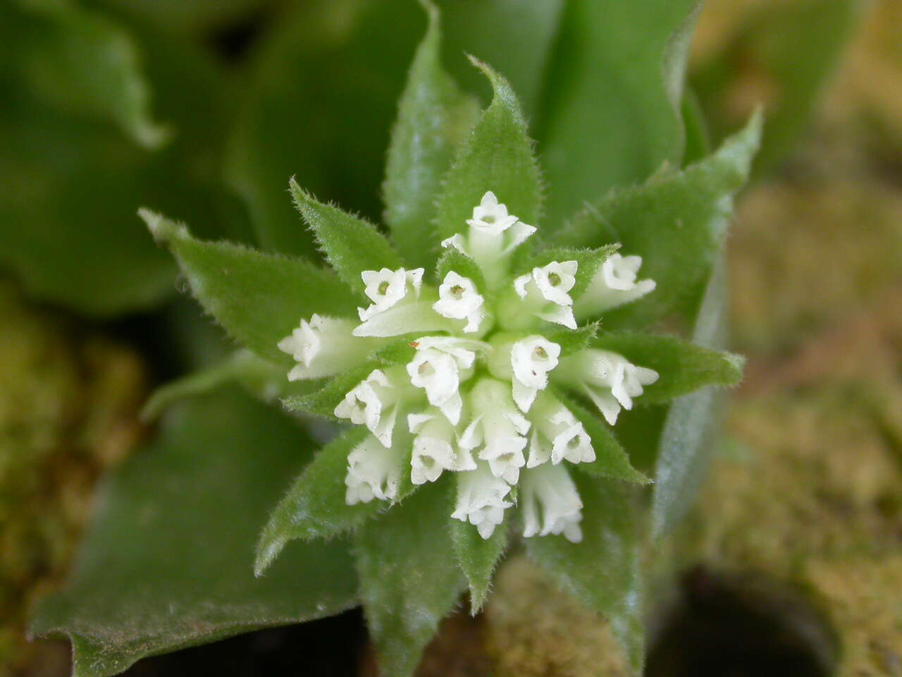 Image of Custard orchid