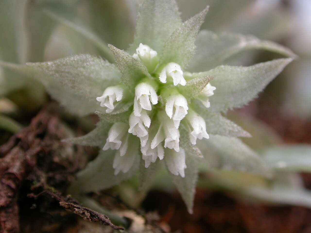 Image of Custard orchid