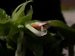 Image of Custard orchid