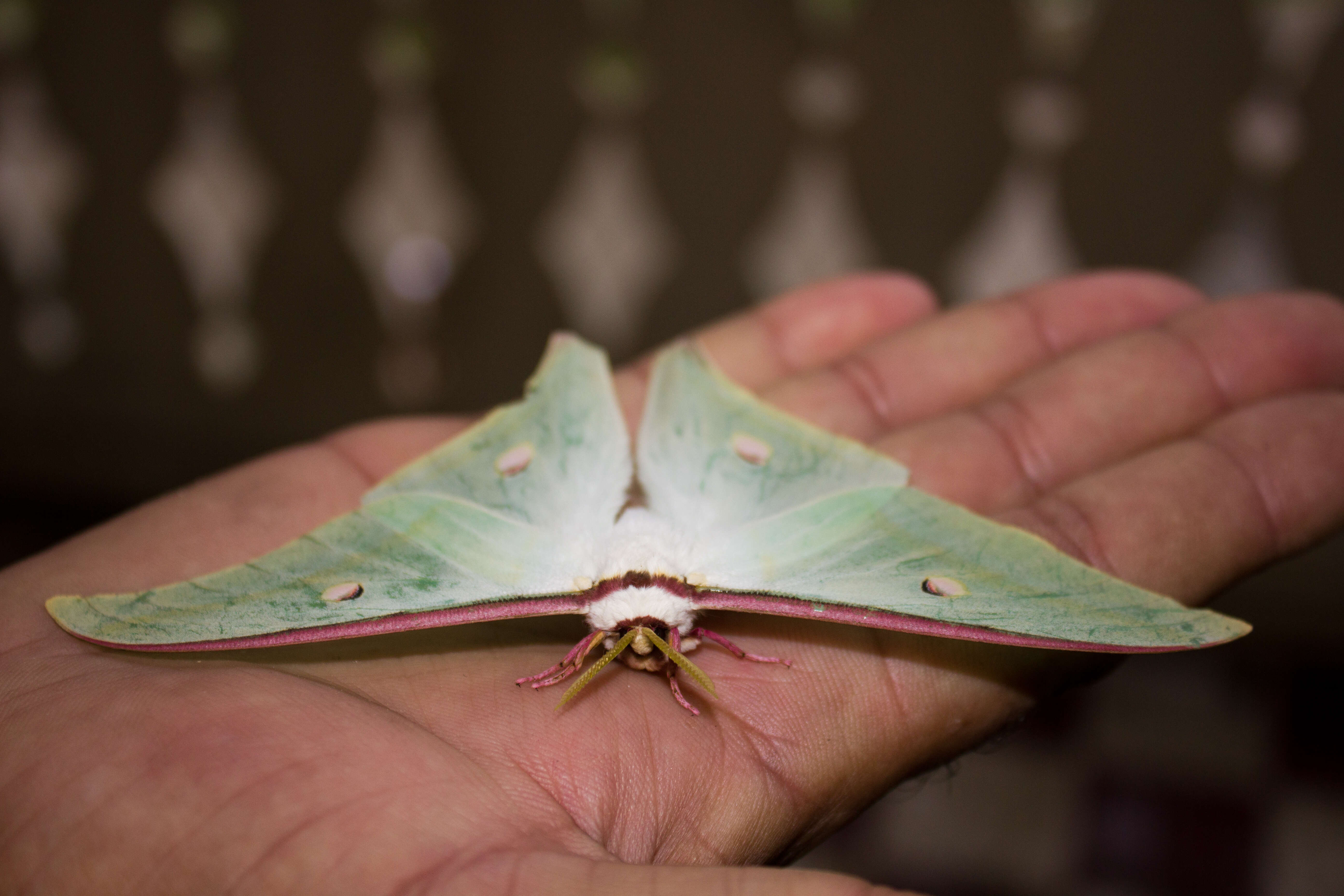 Image of Luna Moth