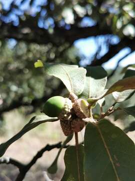 Image of Quercus convallata Trel.