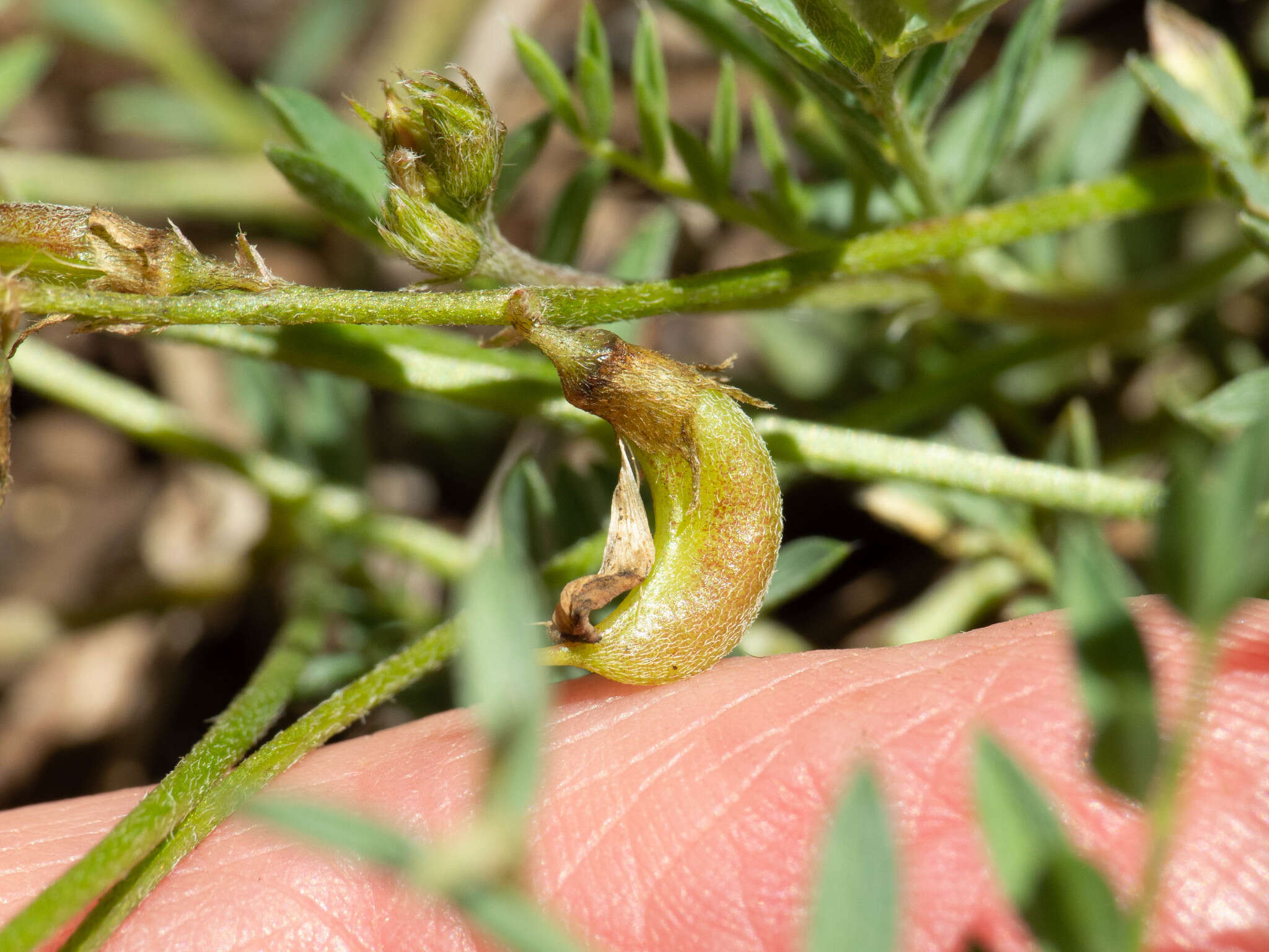 Sivun Astragalus humistratus A. Gray kuva