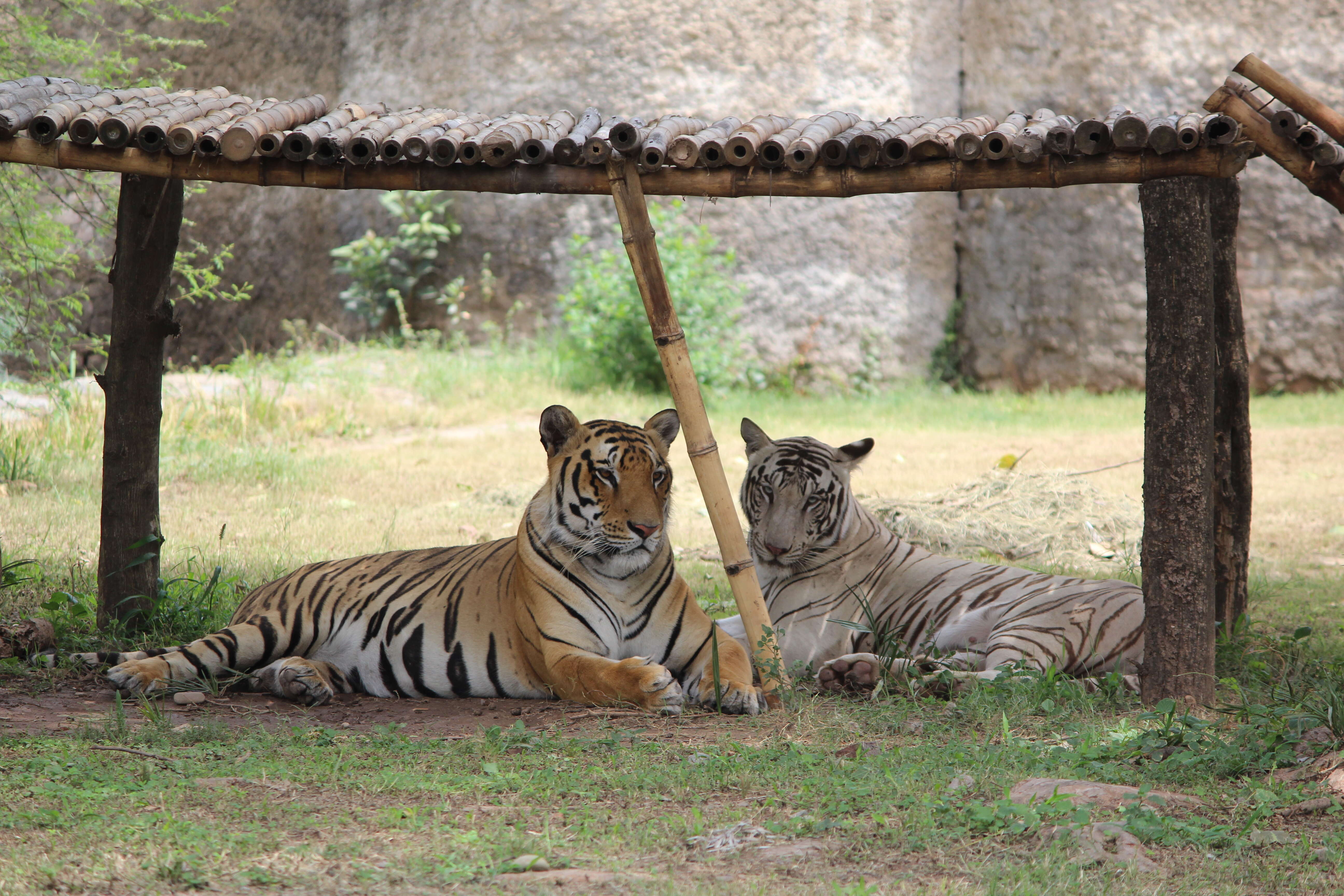 Image de tigre du Bengale