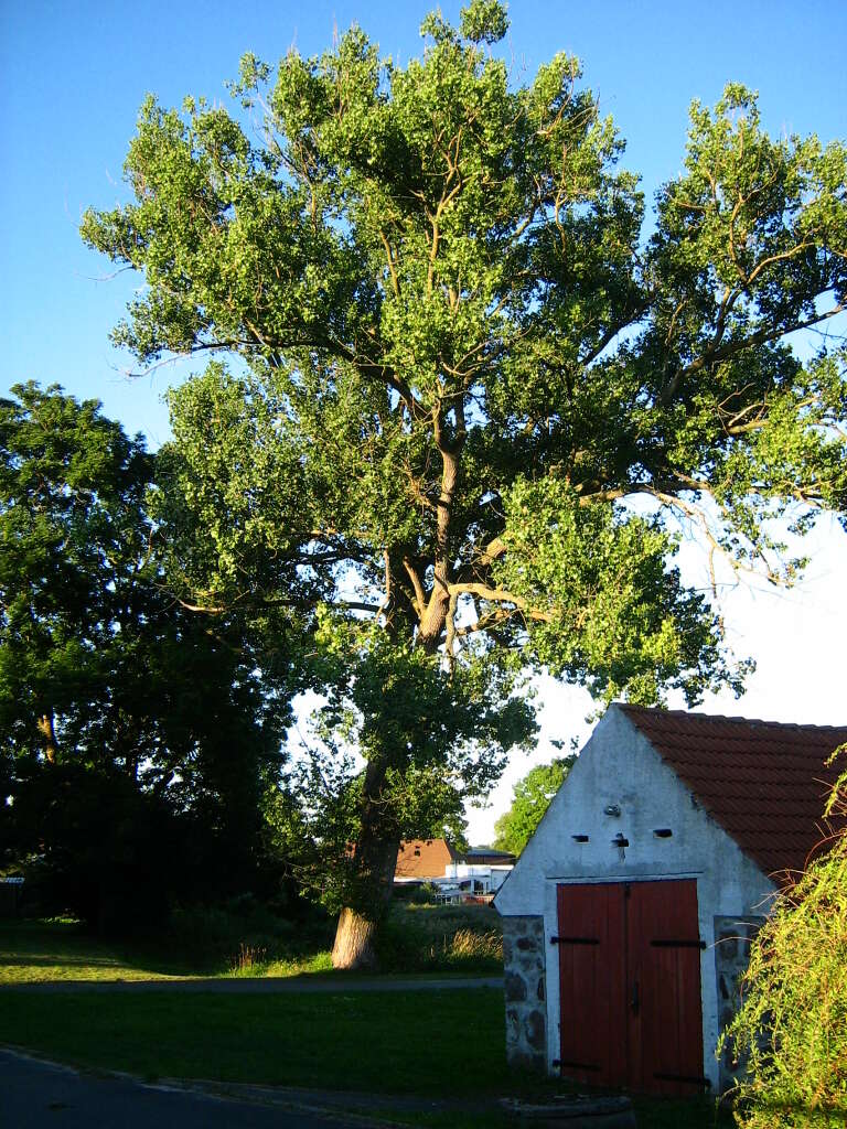 Image of Black Poplar