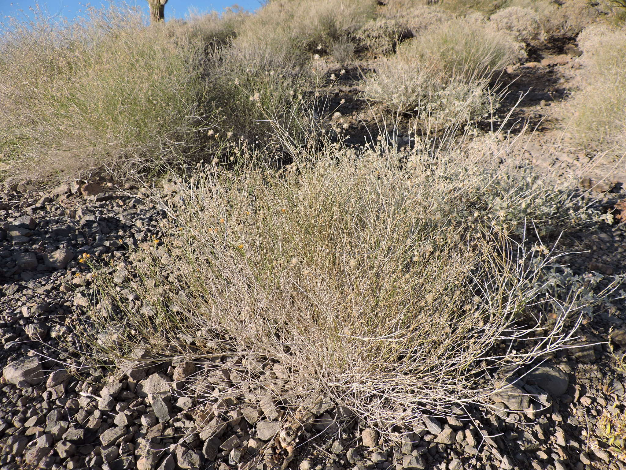 Image de Bebbia juncea (Benth.) Greene