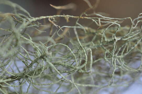 Image of speckled beard lichen