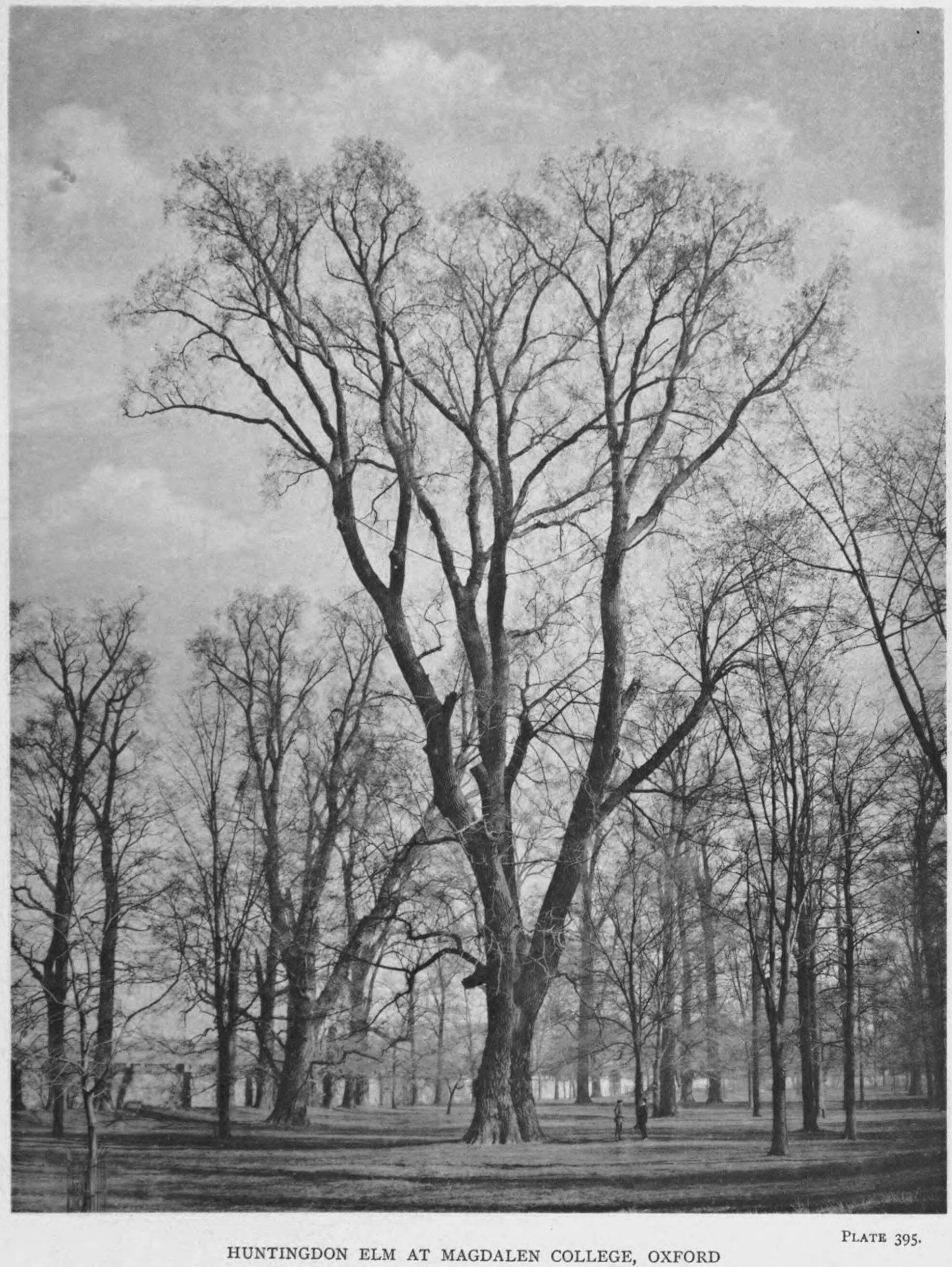 Image of Dutch elm