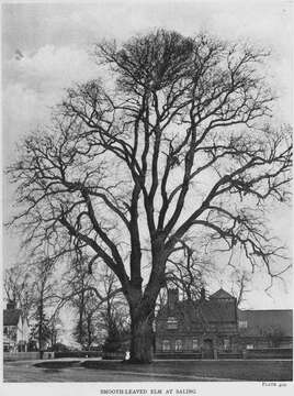 Image of Dutch elm