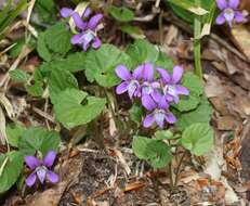 Image of Selkirk's violet