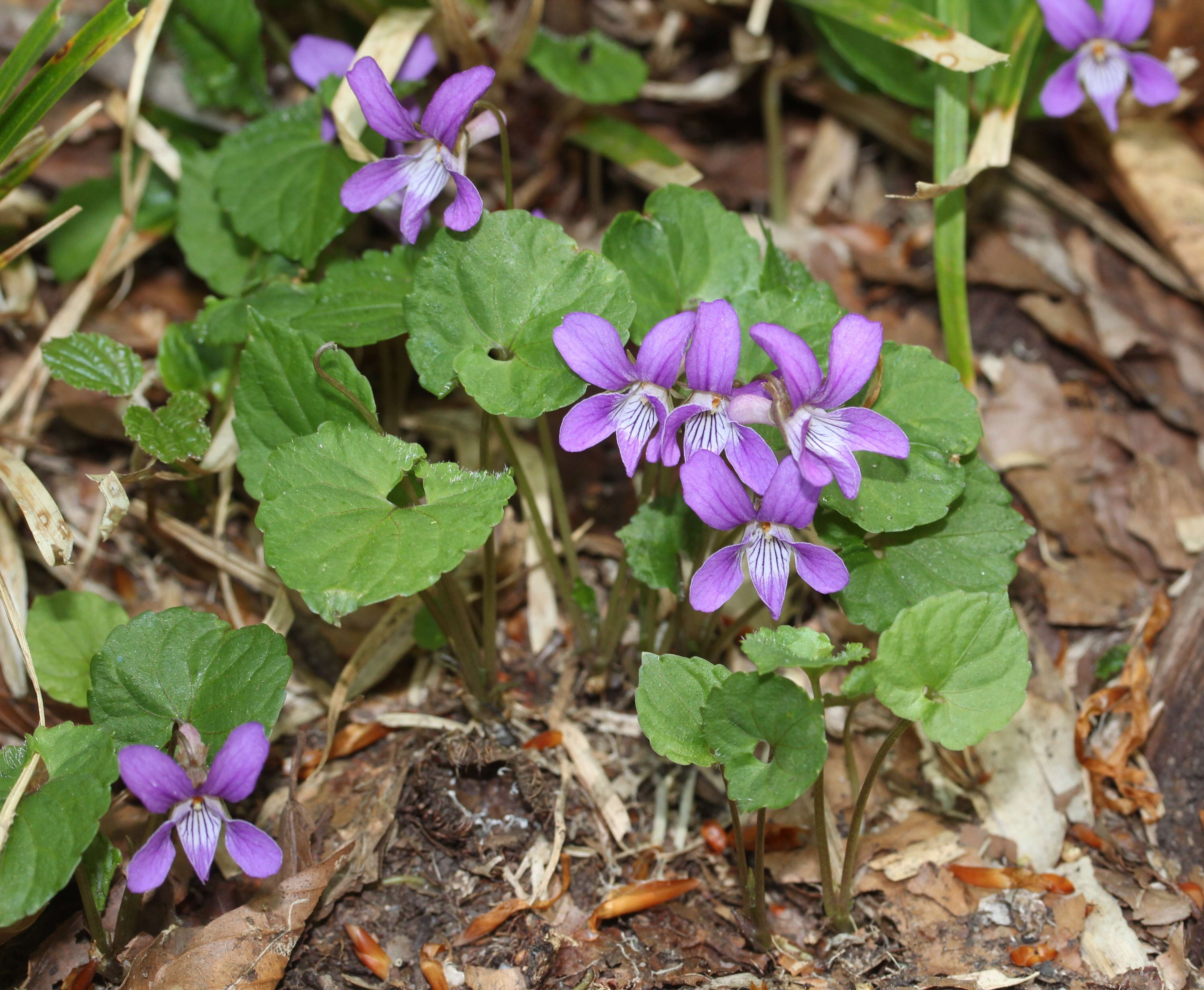 Image of Selkirk's violet