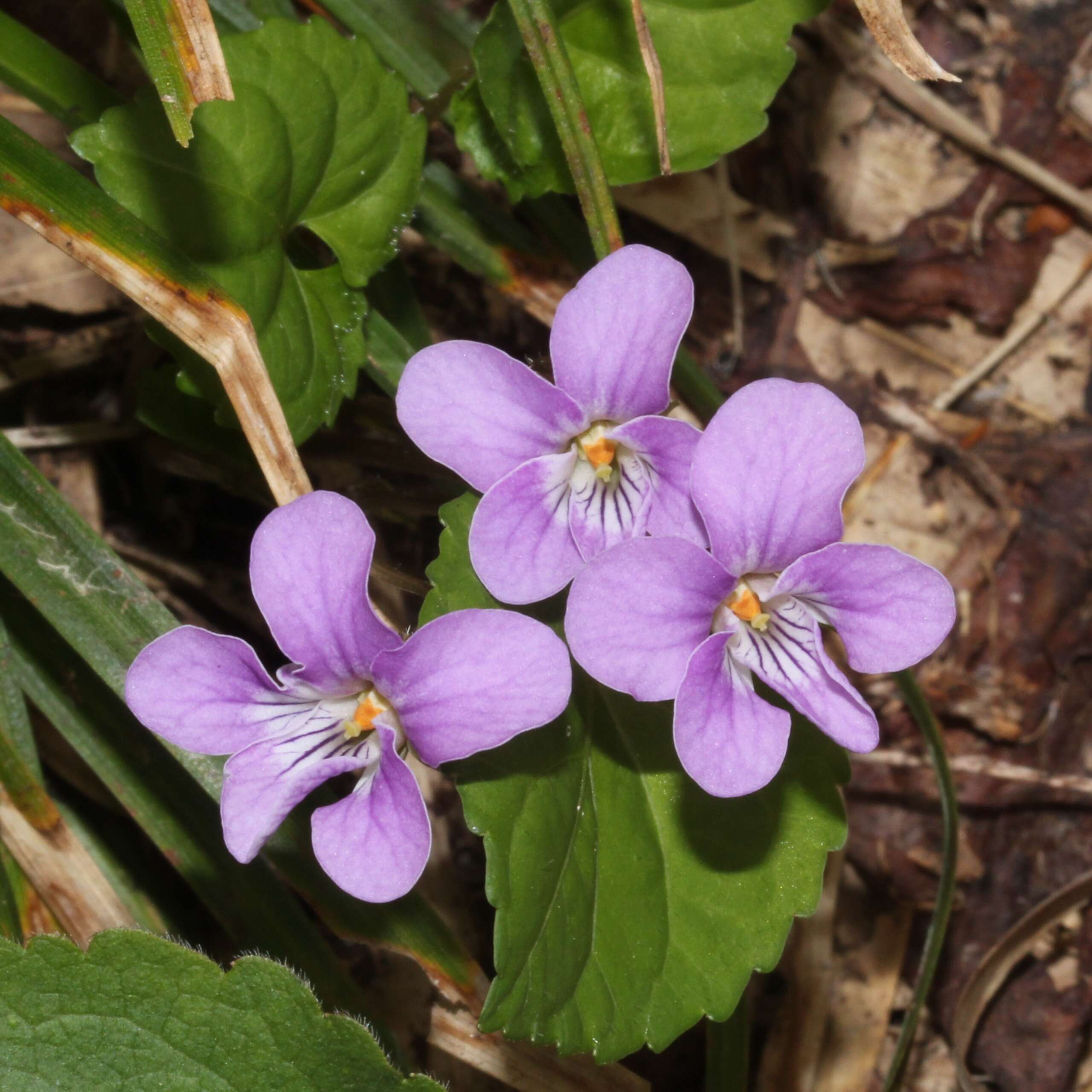 Image of Selkirk's violet