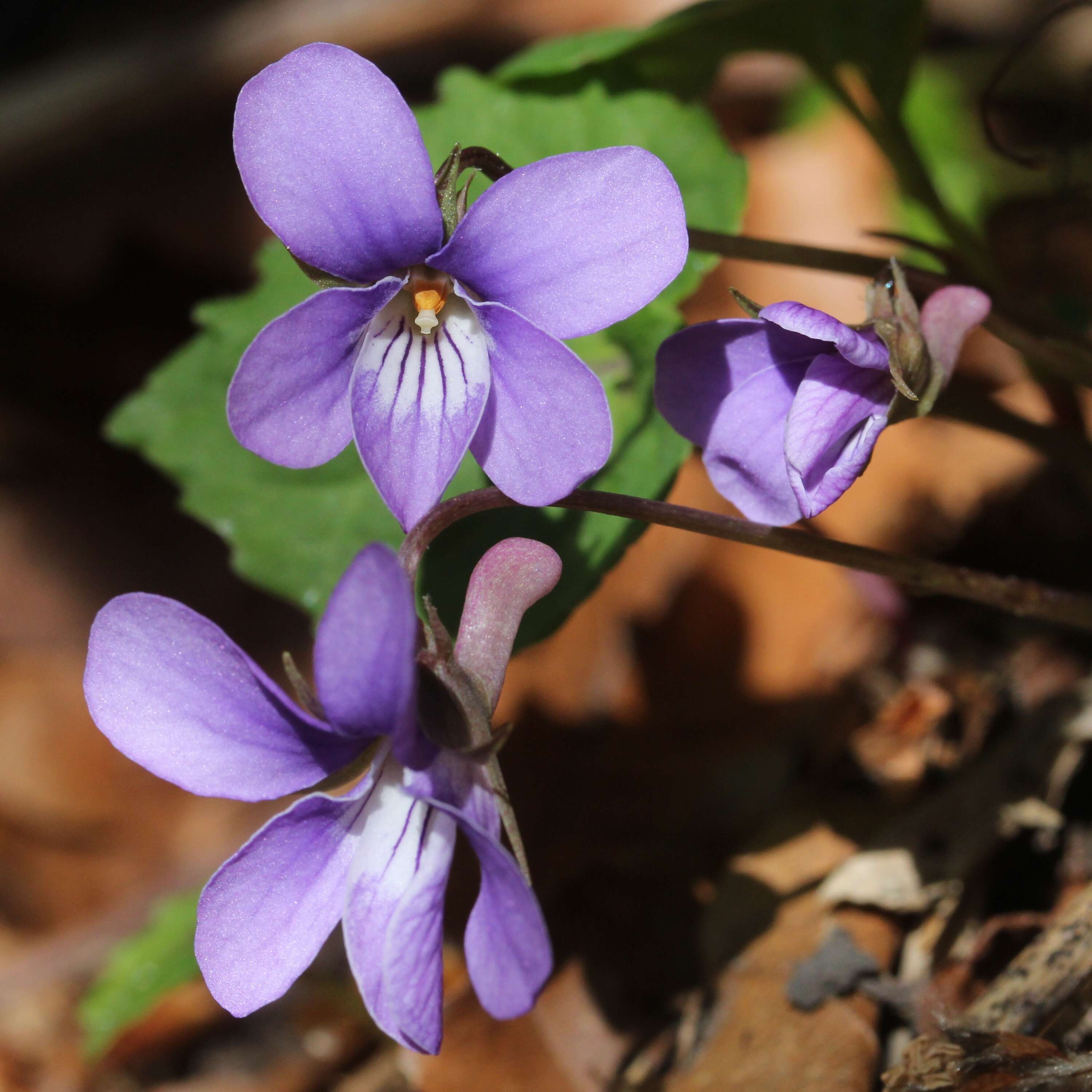 Image of Selkirk's violet