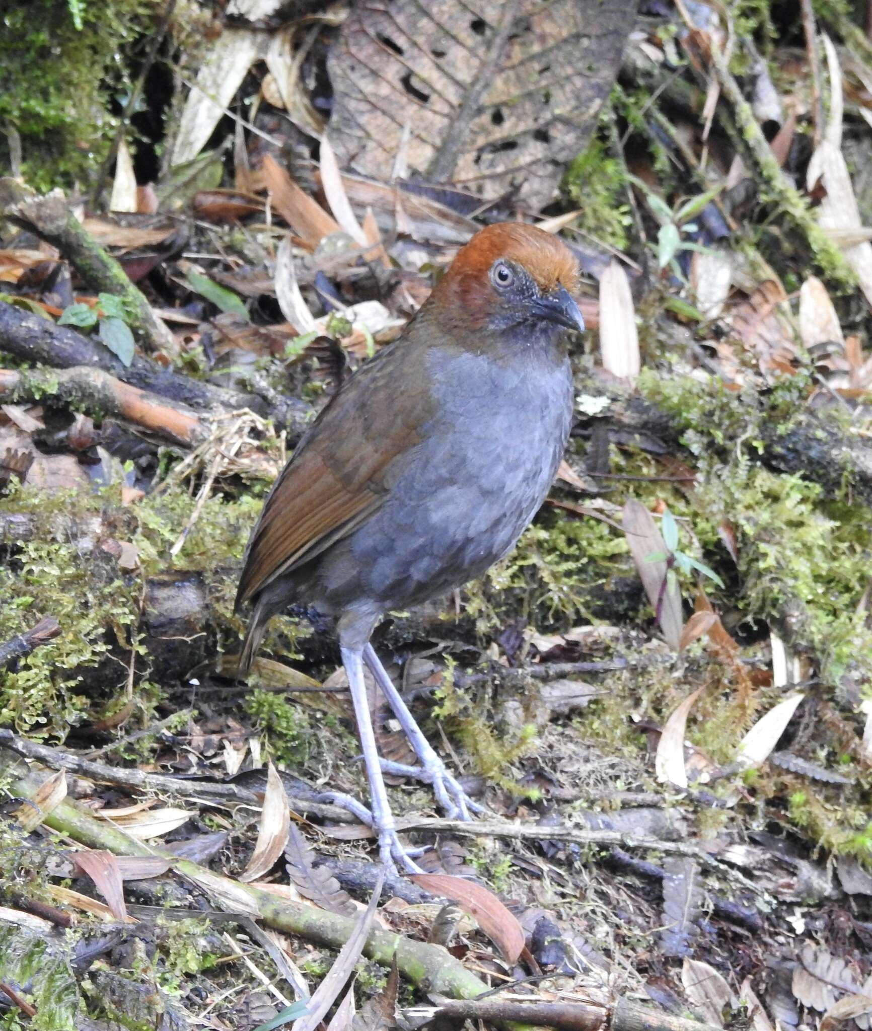 Imagem de Grallaria nuchalis Sclater & PL 1860