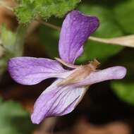 Image of Selkirk's violet