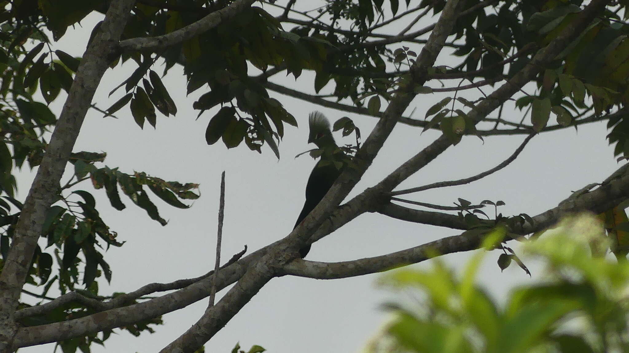 Image of Green Turaco