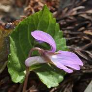 Image of Selkirk's violet