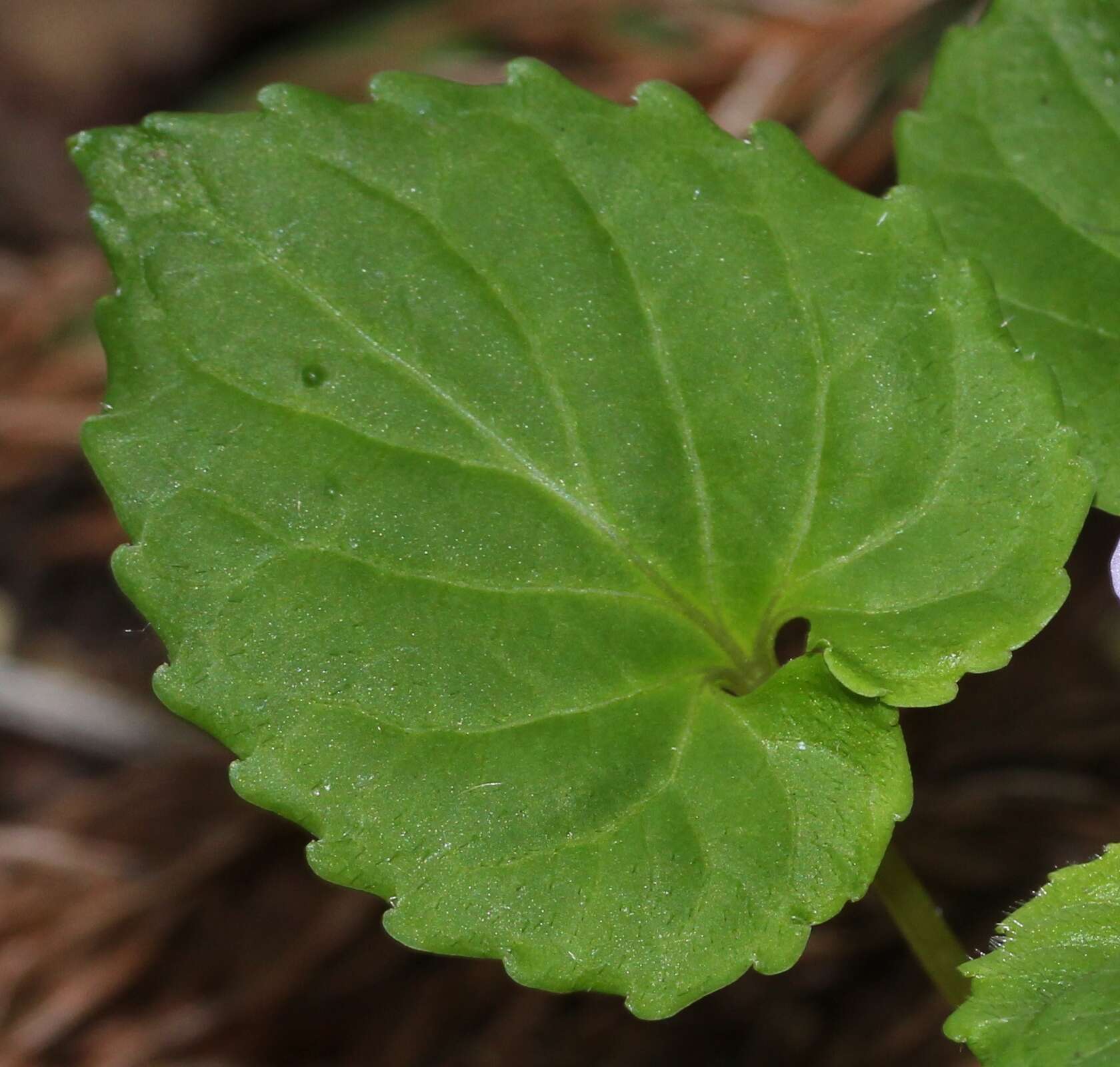 Image of Selkirk's violet