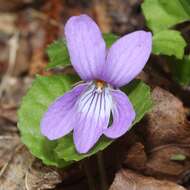 Image of Selkirk's violet