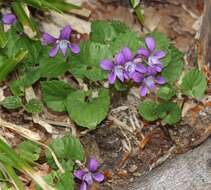 Image of Selkirk's violet