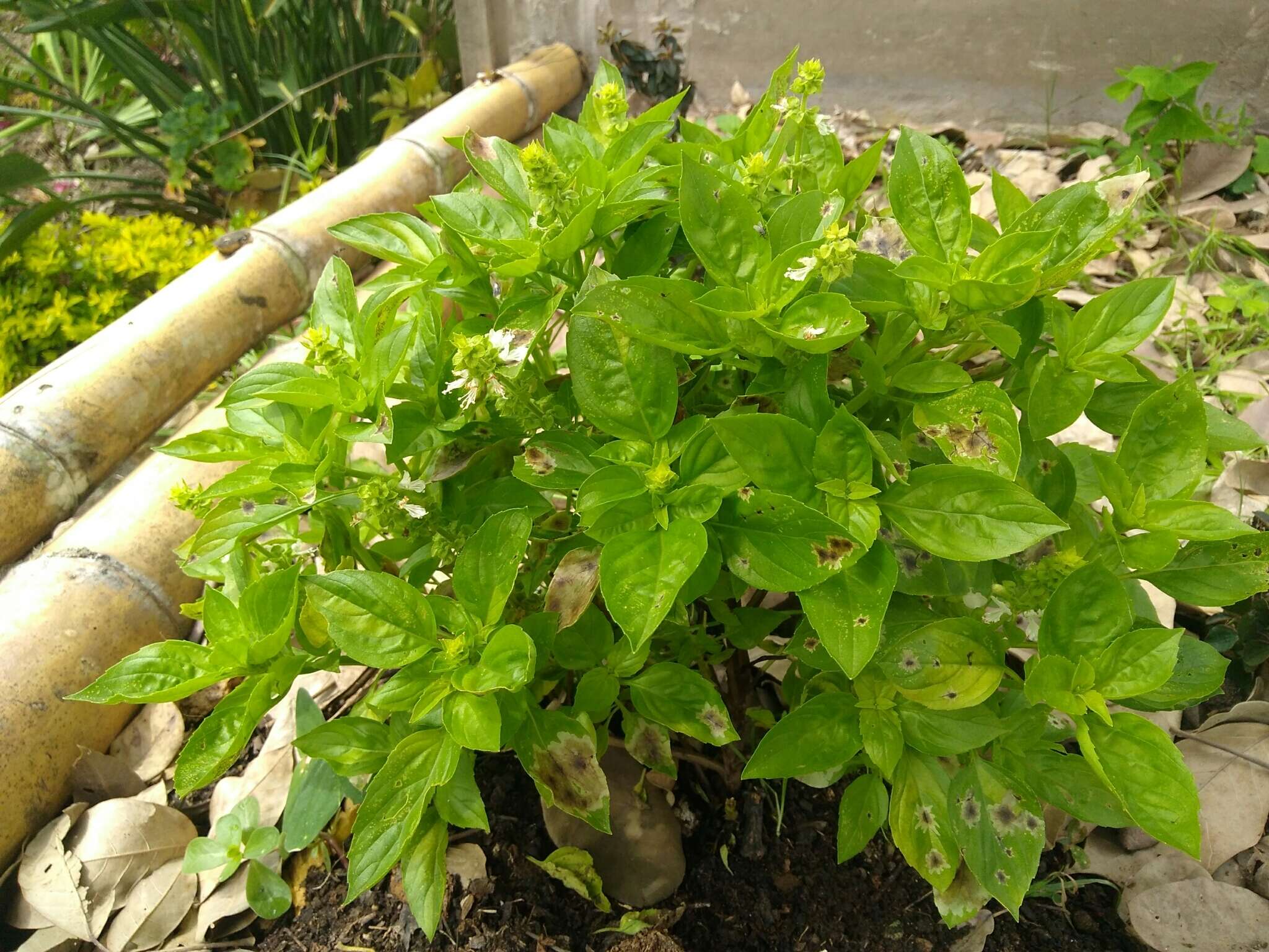 Image of sweet basil