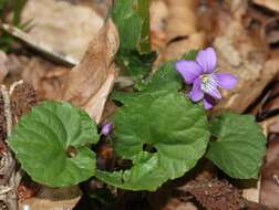 Image of Selkirk's violet