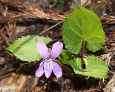 Image of Selkirk's violet